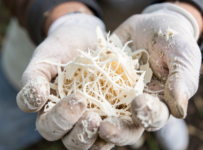 Colonized white sawdust spawn crumbling apart in gloved hands, dense mycelium visible
